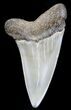 Fossil Mako Tooth - Maryland #29890-1